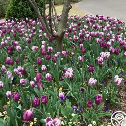 Flaming Purple Mix>Heirloom Roses Outlet