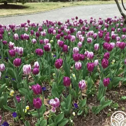 Flaming Purple Mix><noscript><img width=