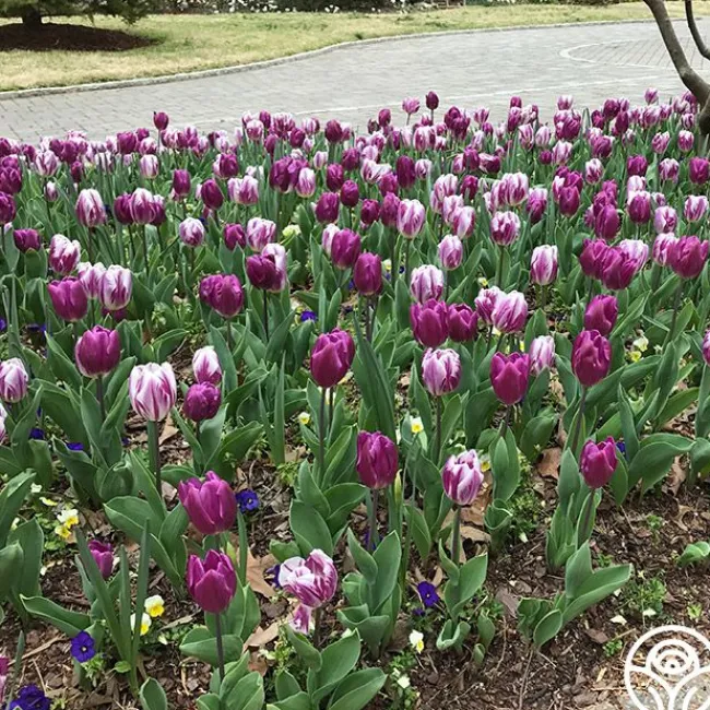Flaming Purple Mix>Heirloom Roses Outlet