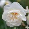 Flower Drift>Heirloom Roses Clearance