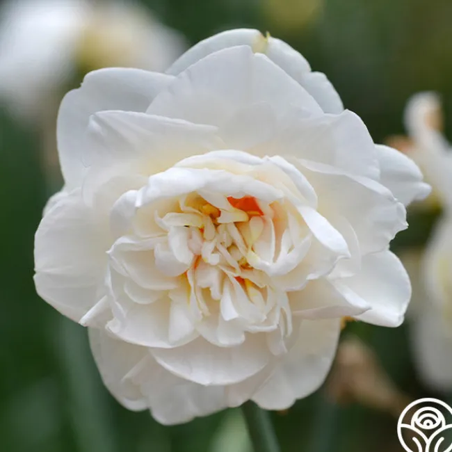 Flower Drift>Heirloom Roses Clearance