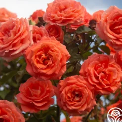Folklore™>Heirloom Roses Sale