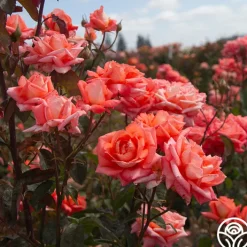 Folklore™>Heirloom Roses Sale