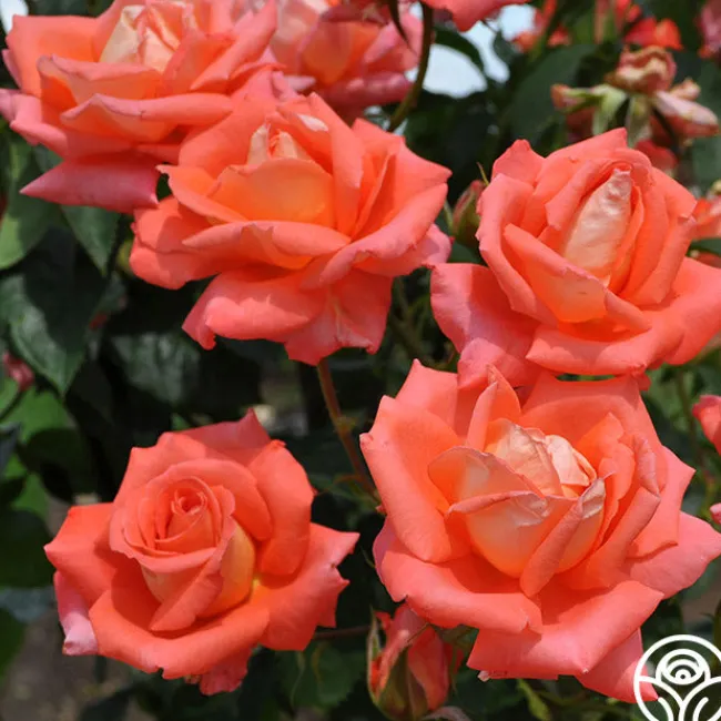 Folklore™>Heirloom Roses Sale