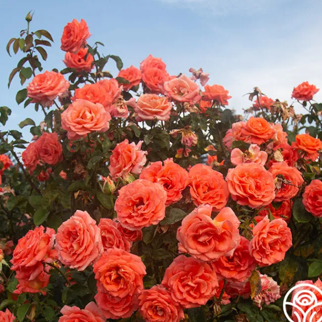 Folklore™>Heirloom Roses Sale