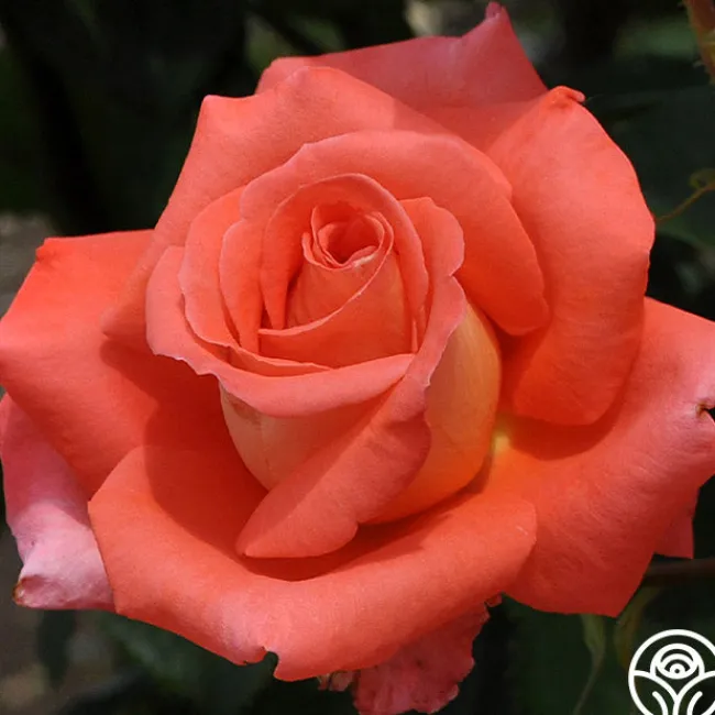 Folklore™>Heirloom Roses Sale