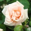 Folksinger>Heirloom Roses Sale