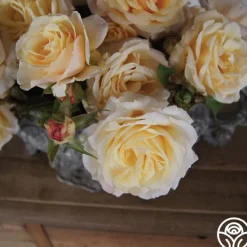 Forever Busy>Heirloom Roses Sale
