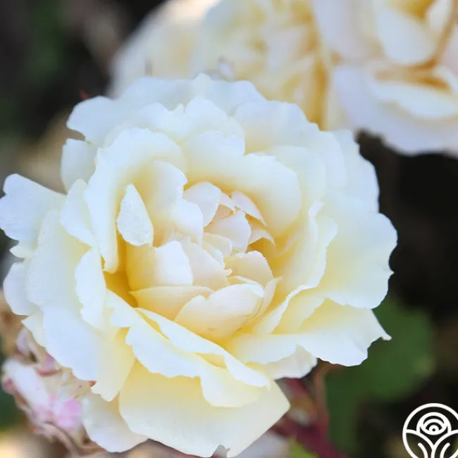 Forever Busy>Heirloom Roses Sale