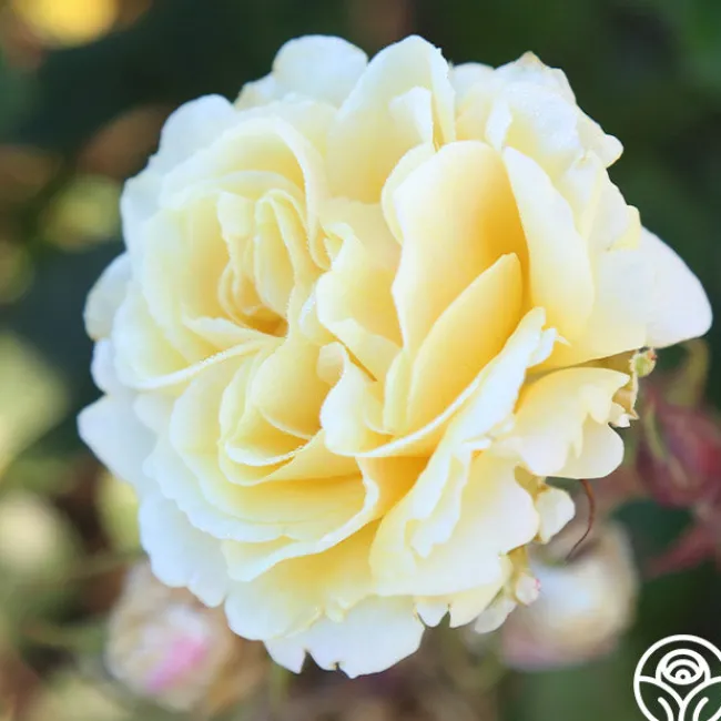 Forever Busy>Heirloom Roses Sale