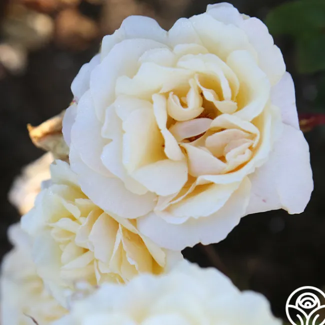 Forever Busy>Heirloom Roses Sale