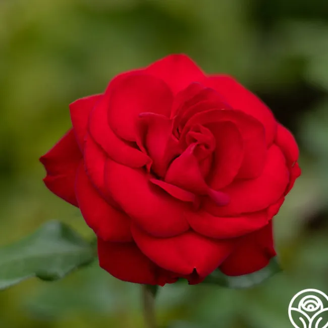 Forever Yours>Heirloom Roses New