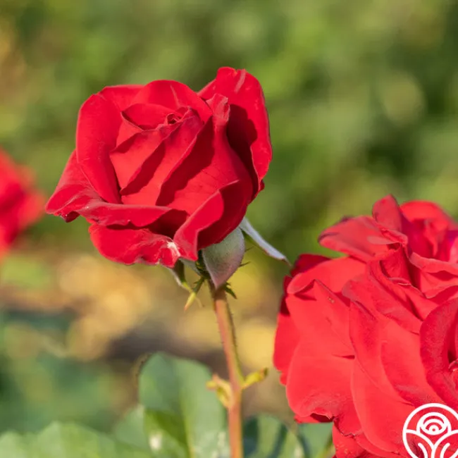 Forever Yours>Heirloom Roses New