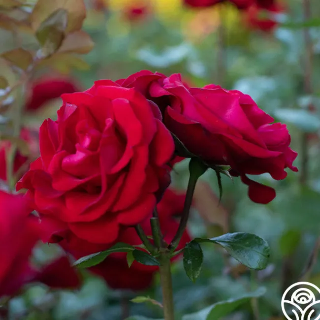 Forever Yours>Heirloom Roses New