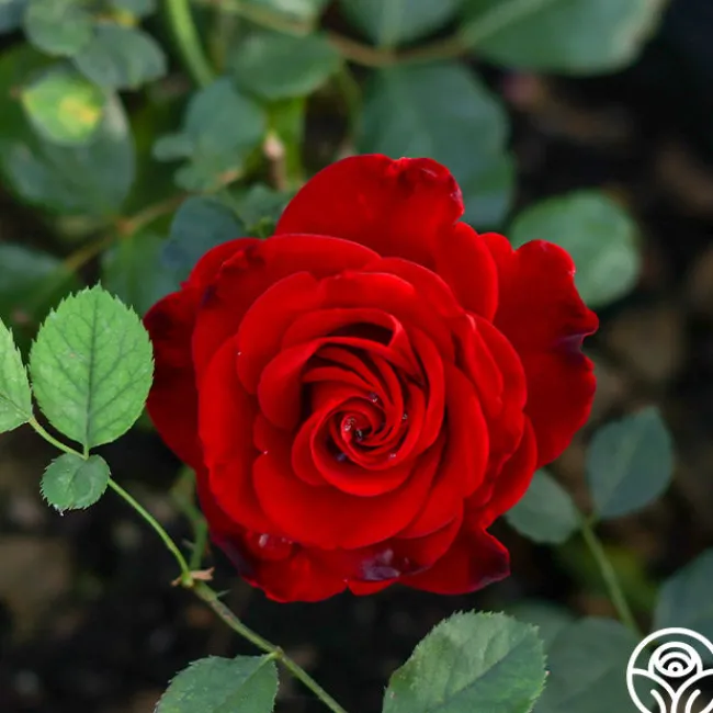 Forever Yours>Heirloom Roses New