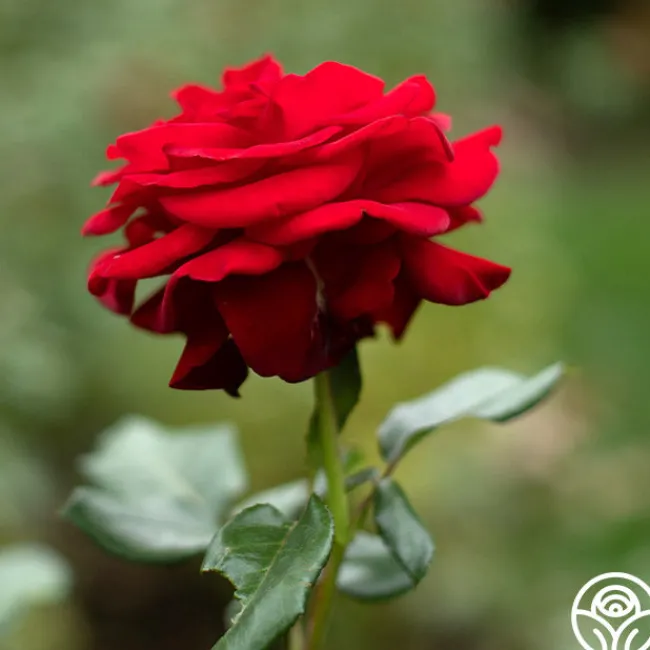 Forever Yours>Heirloom Roses New