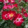 Fourth Of July™>Heirloom Roses Clearance