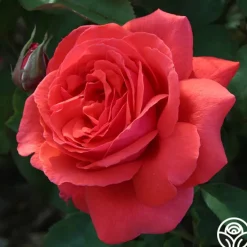 Fragrant Cloud>Heirloom Roses Discount