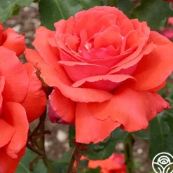 Fragrant Cloud><noscript><img width=