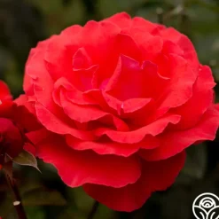 Fragrant Cloud><noscript><img width=