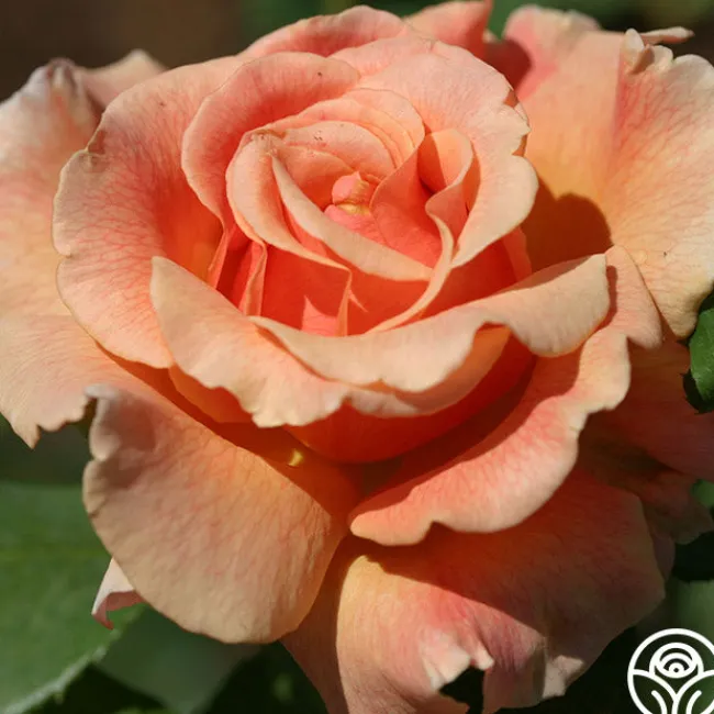 Fragrant Dream>Heirloom Roses Best