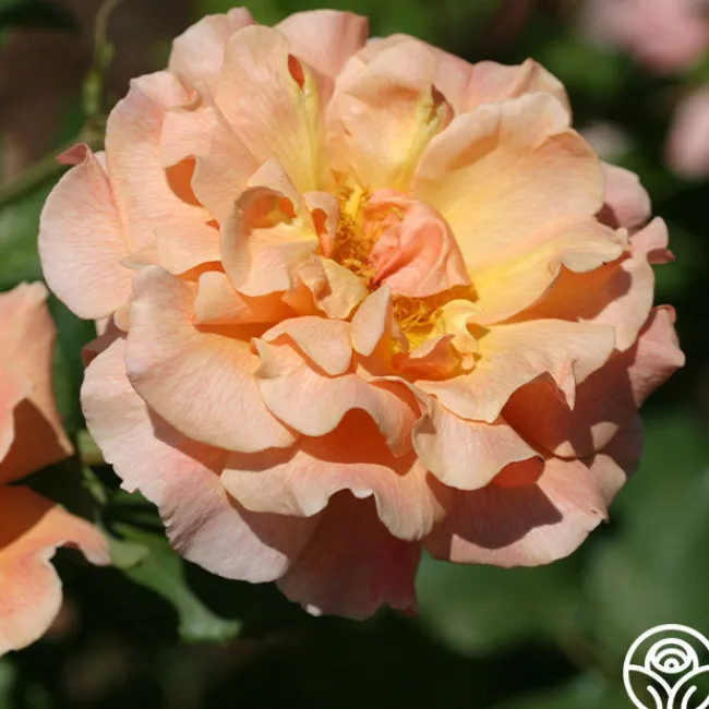 Fragrant Dream>Heirloom Roses Best