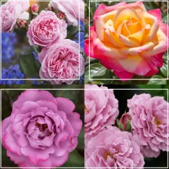 Fragrant Favorites Collection>Heirloom Roses New