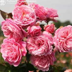 Fragrant Favorites Collection>Heirloom Roses New