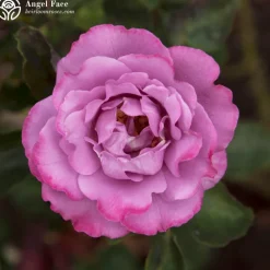 Fragrant Favorites Collection><noscript><img width=