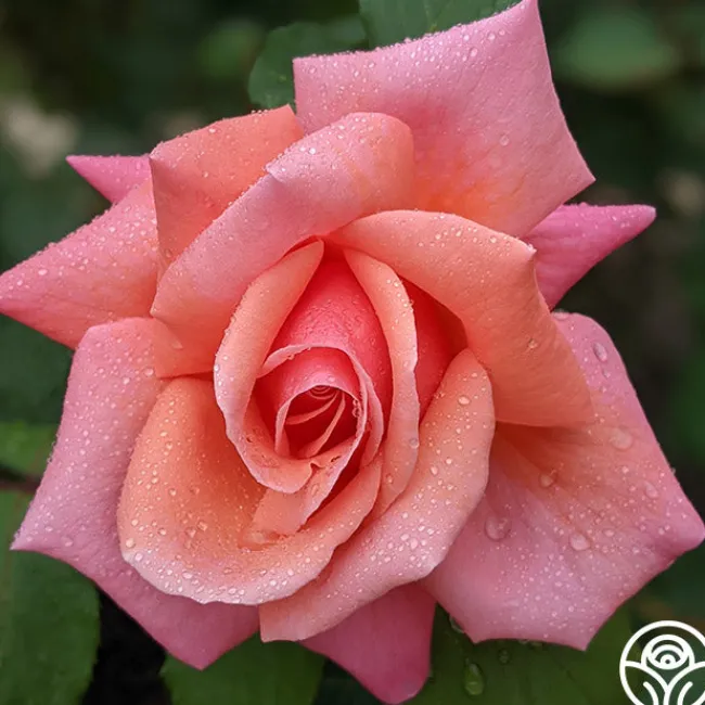 Fragrant Hour>Heirloom Roses Online