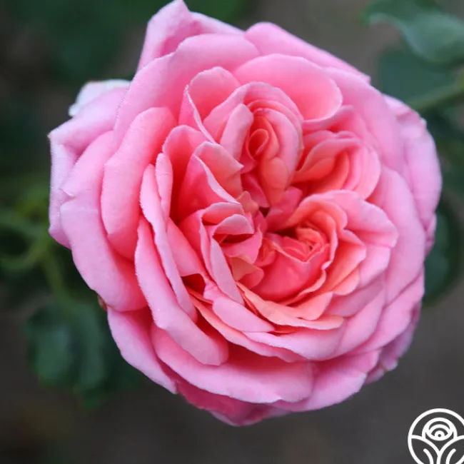 Fragrant Hour>Heirloom Roses Online