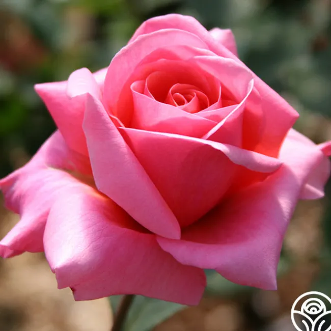 Fragrant Hour>Heirloom Roses Online