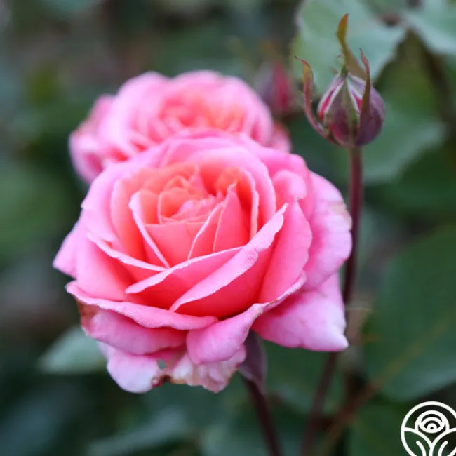 Fragrant Hour>Heirloom Roses Online