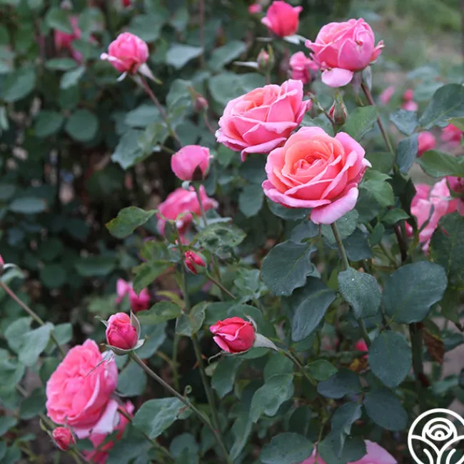 Fragrant Hour>Heirloom Roses Online