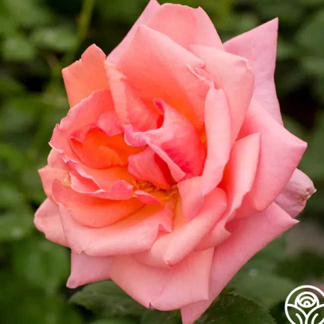 Fragrant Hour>Heirloom Roses Online