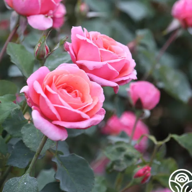 Fragrant Hour>Heirloom Roses Online