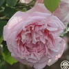 Fragrant Masterpiece™>Heirloom Roses Online