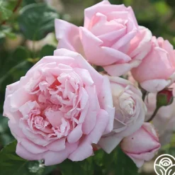 Fragrant Masterpiece™>Heirloom Roses Online