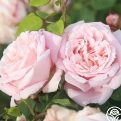 Fragrant Masterpiece™><noscript><img width=