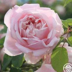 Fragrant Masterpiece™><noscript><img width=