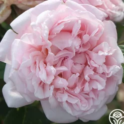Fragrant Masterpiece™><noscript><img width=