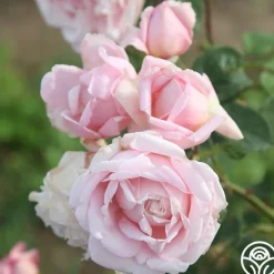 Fragrant Masterpiece™><noscript><img width=