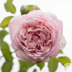 Fragrant Masterpiece™><noscript><img width=