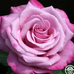 Fragrant Plum>Heirloom Roses Online