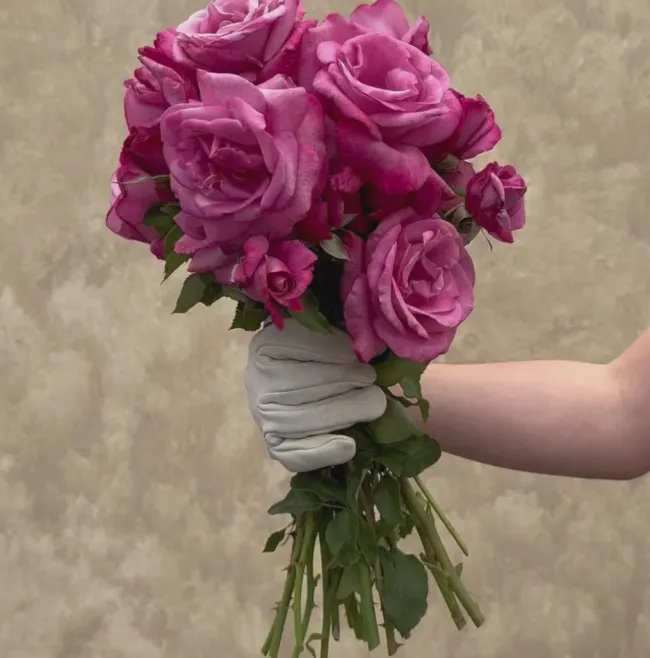 Fragrant Plum>Heirloom Roses Online