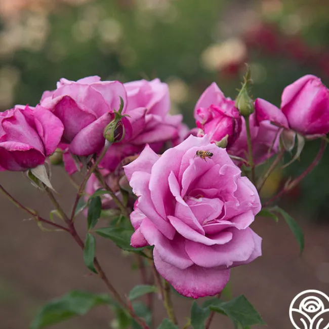 Fragrant Plum>Heirloom Roses Online