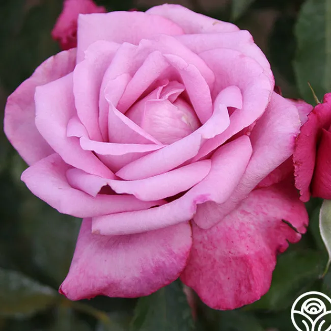 Fragrant Plum>Heirloom Roses Online