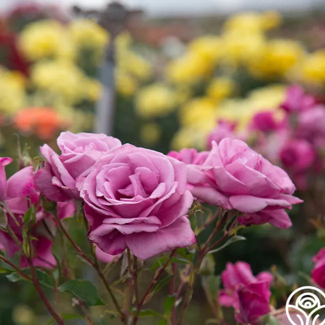 Fragrant Plum>Heirloom Roses Online
