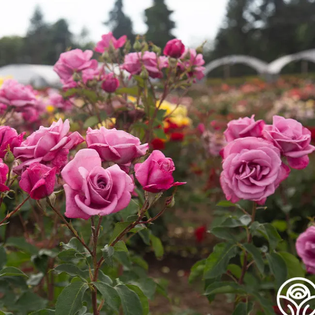 Fragrant Plum>Heirloom Roses Online