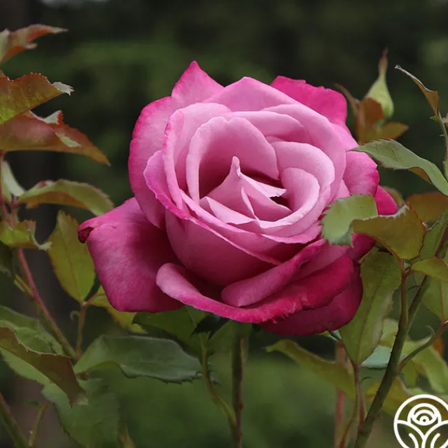 Fragrant Plum>Heirloom Roses Online
